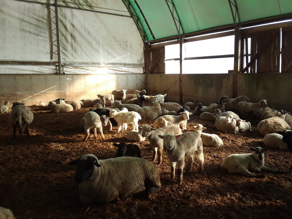 Beverly Creek Farm, a lamb operation